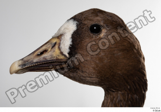 Greater white-fronted goose Anser albifrons head 0001.jpg